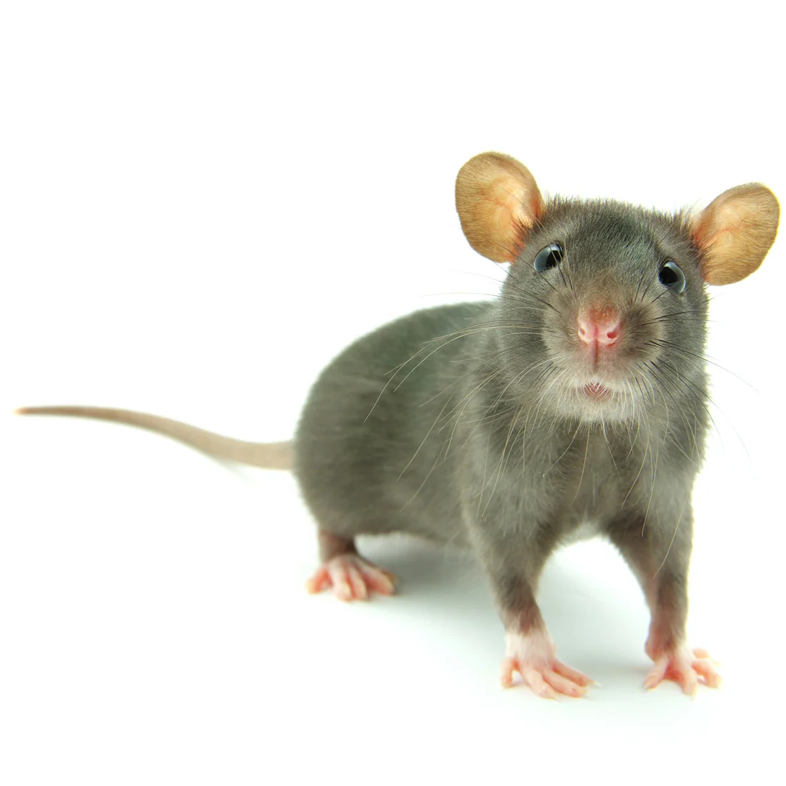 infestation-of-mice-and-rats-1100.jpg