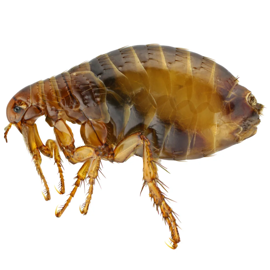flea-bites-1100.jpg
