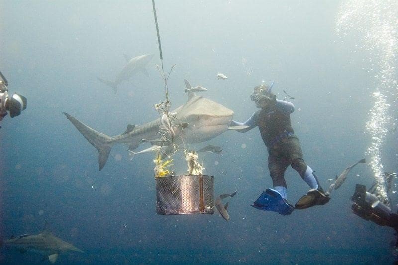 Archive Dave Palmer Shark diving.jpg