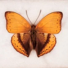 10_butterfiles_cymothoecyceades_featured-220x220.jpg