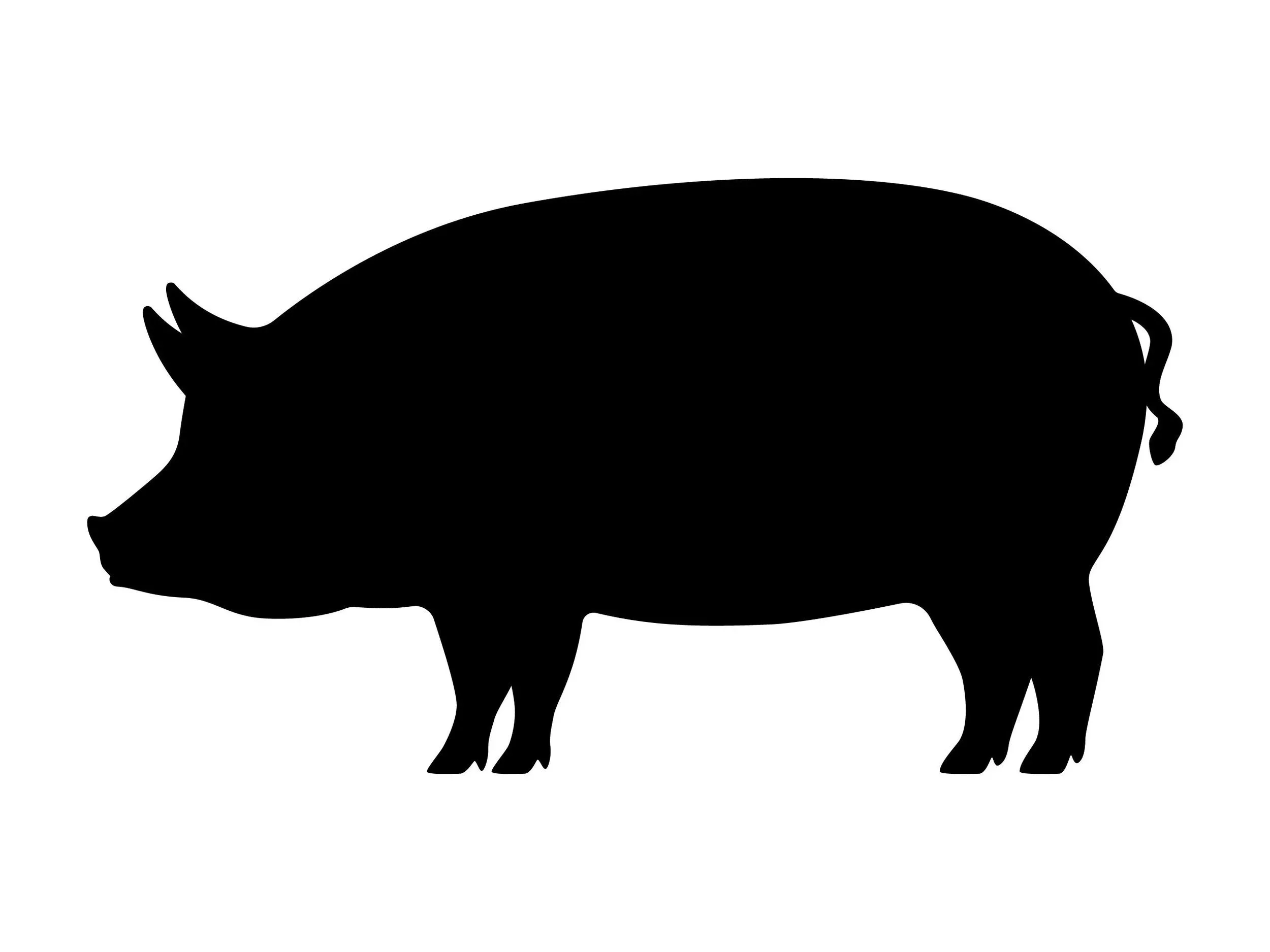 Plain+Pig.jpg