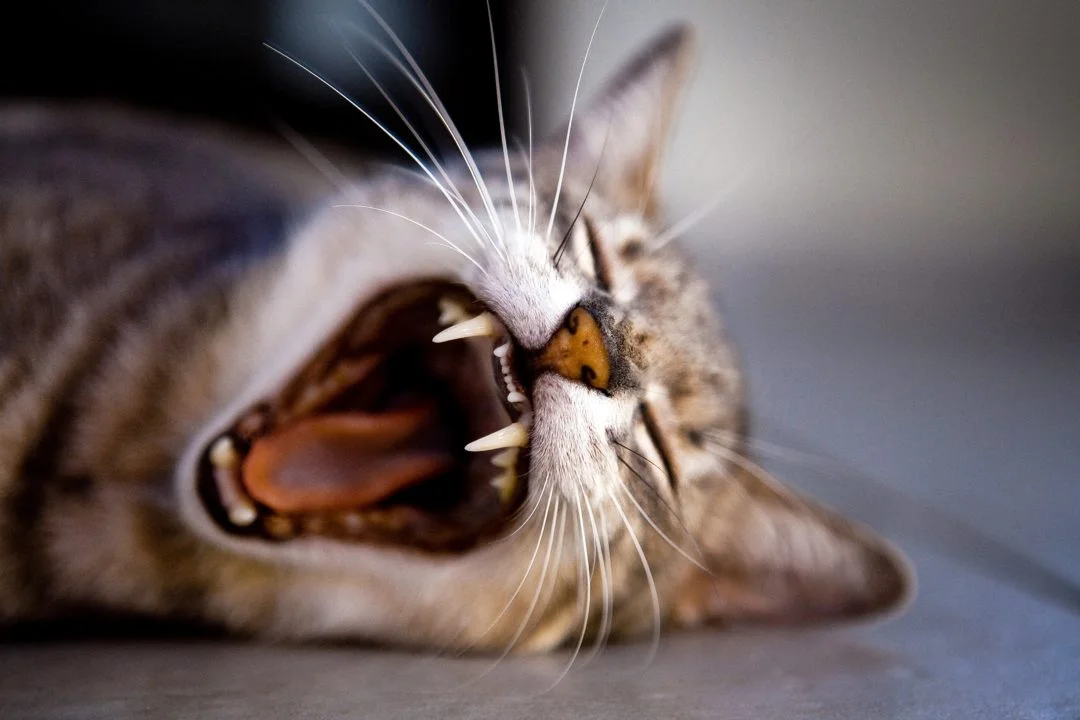 Dealing With Halitosis.jpg