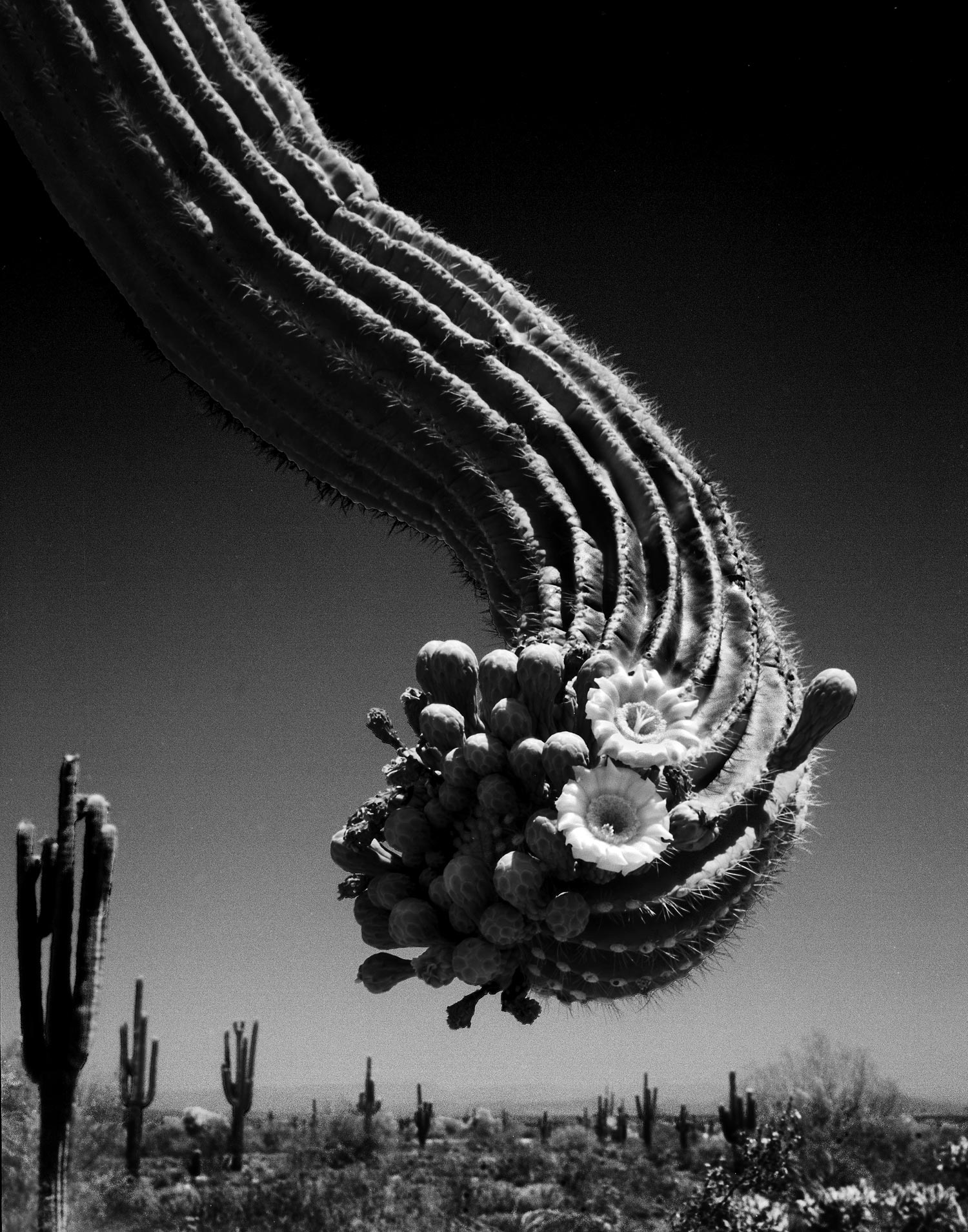 blossom-on-cactus-arm-finished-sharpened.jpg