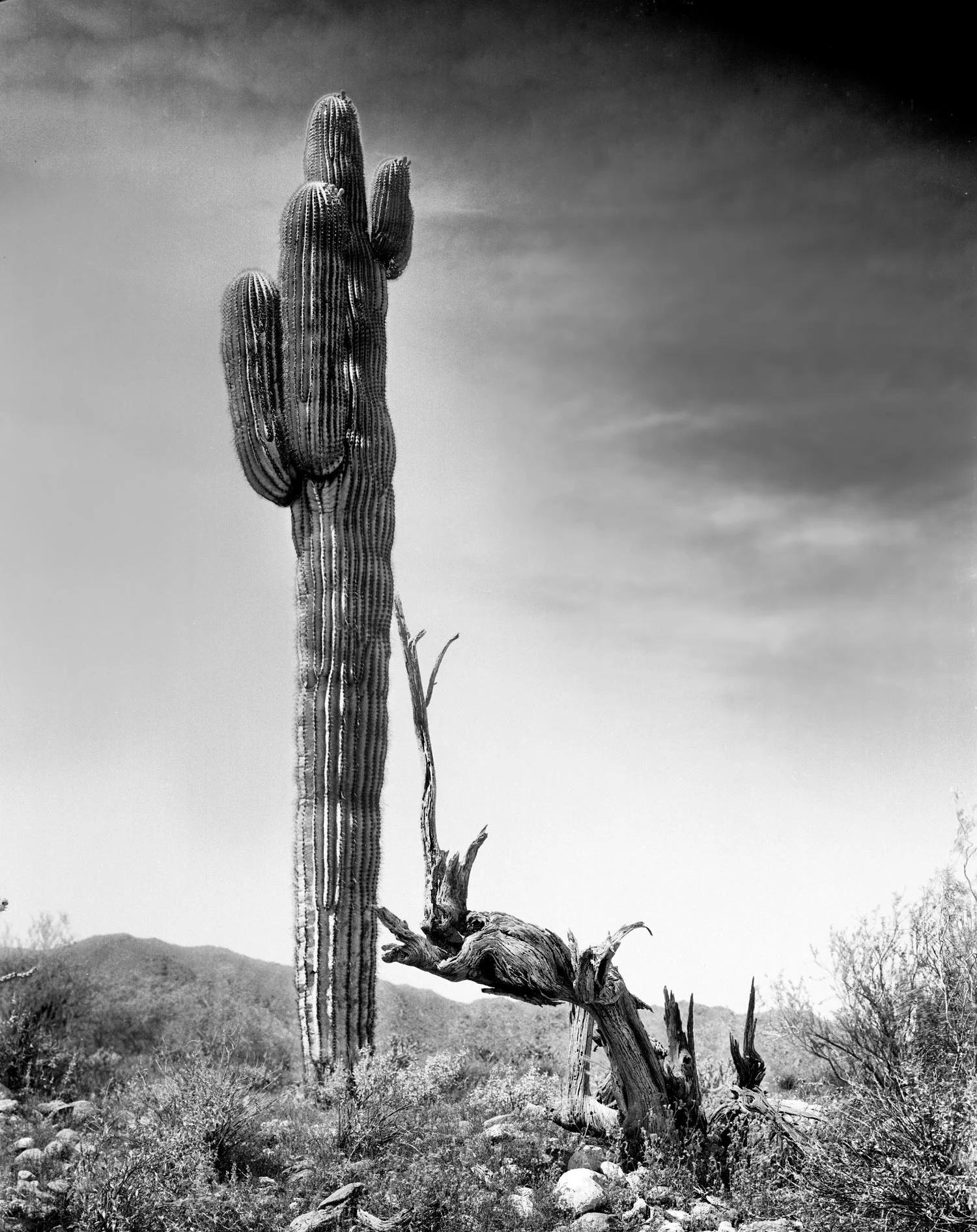 bush-stump-kissing-cactus-finished.jpg