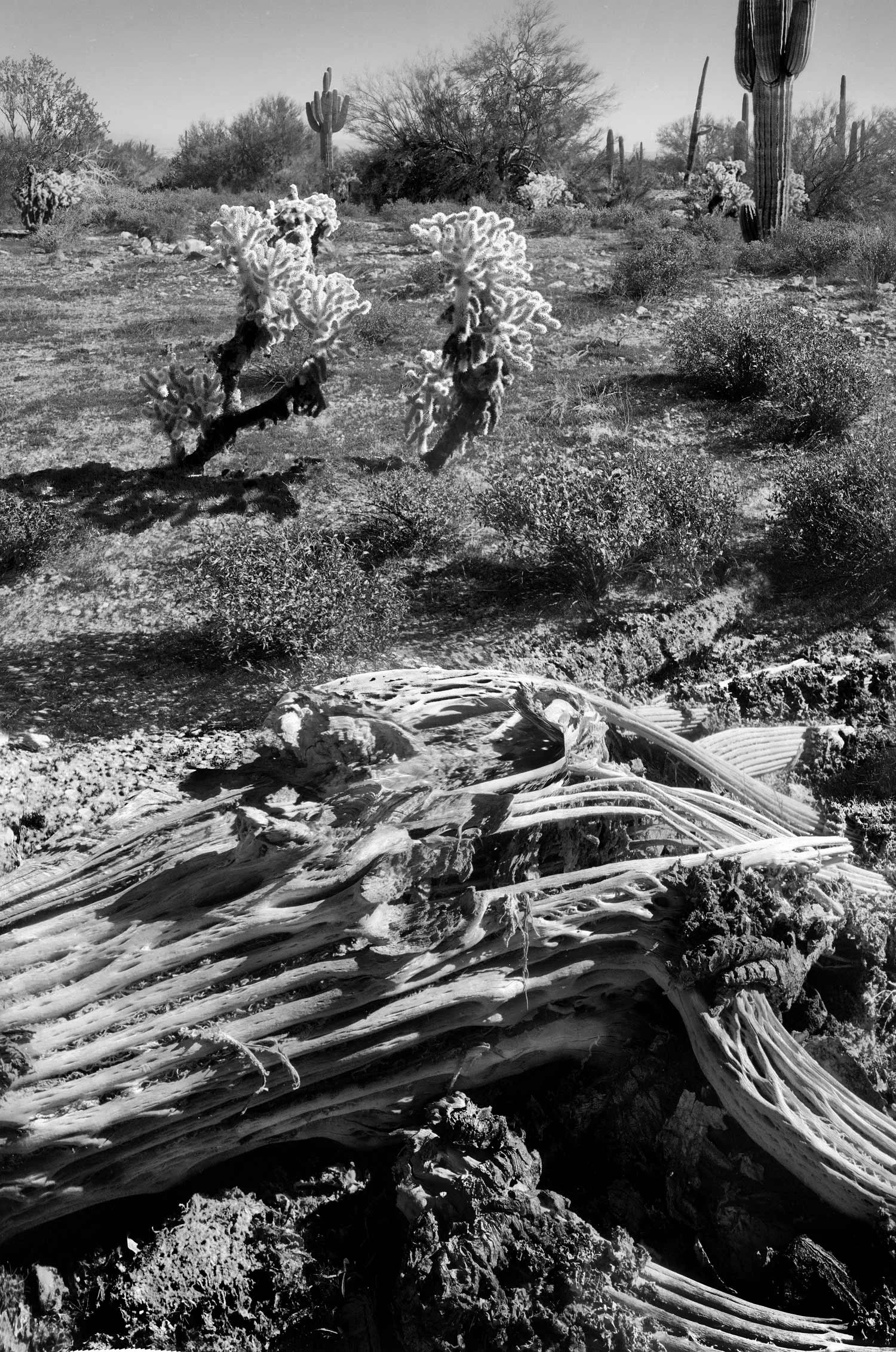 cactus-skeleton-final-phase-done.jpg
