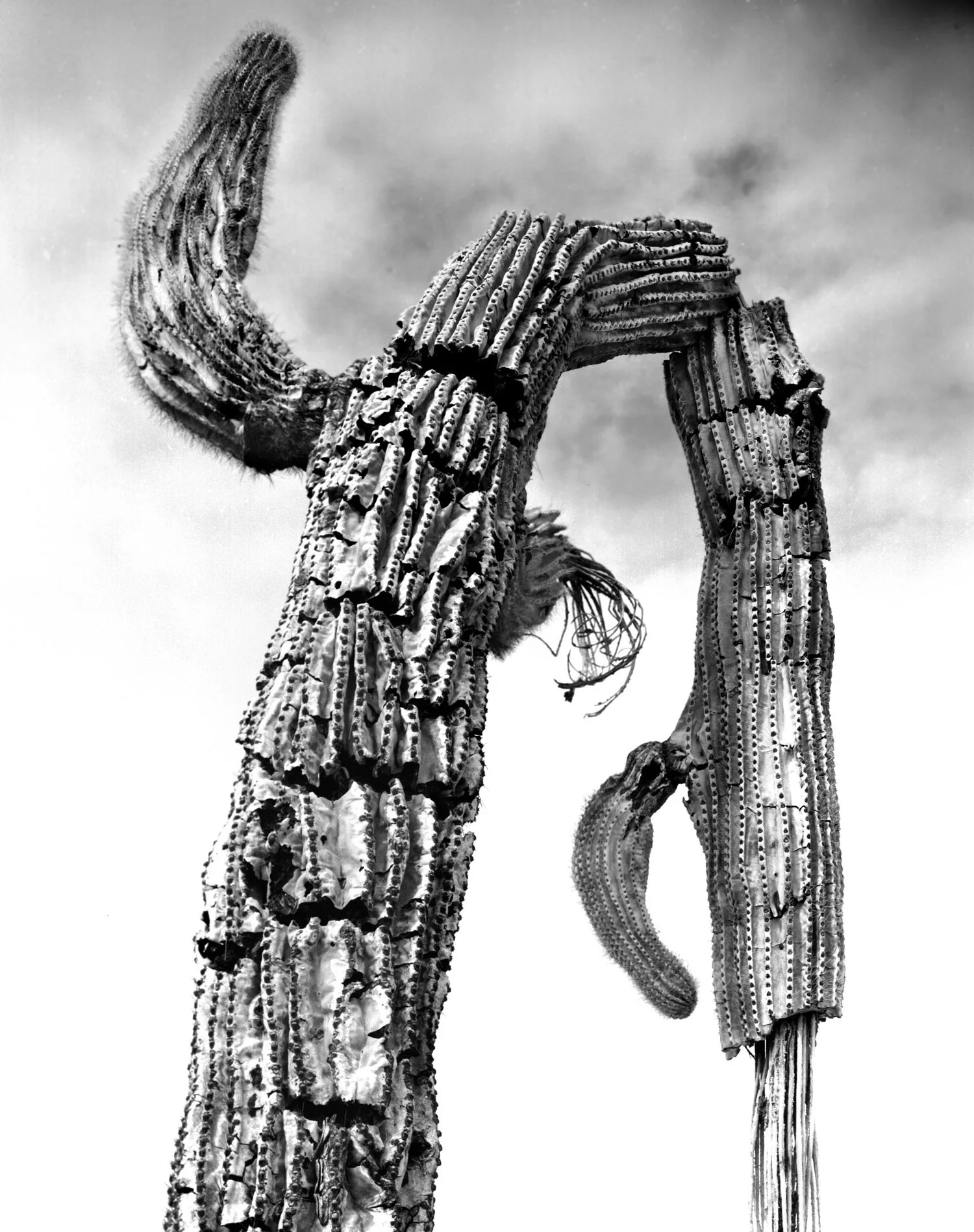 broken-dead-cactus.jpg