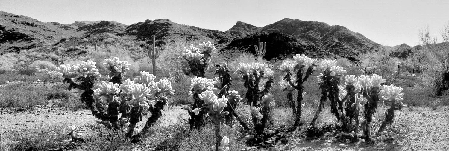 desert-cactus-revised-and-complete.jpg