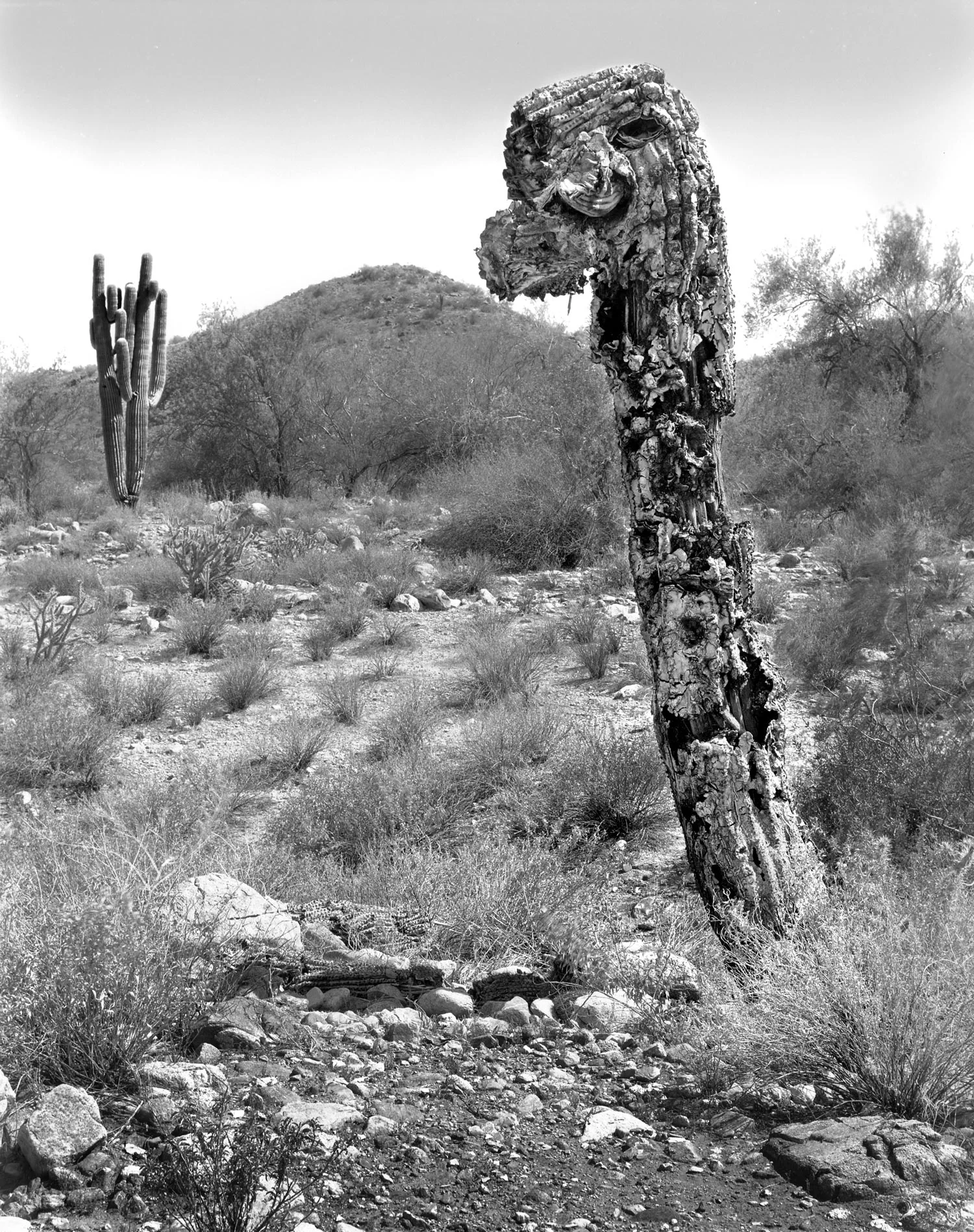 dog-head-dead-cactus-finished.jpg