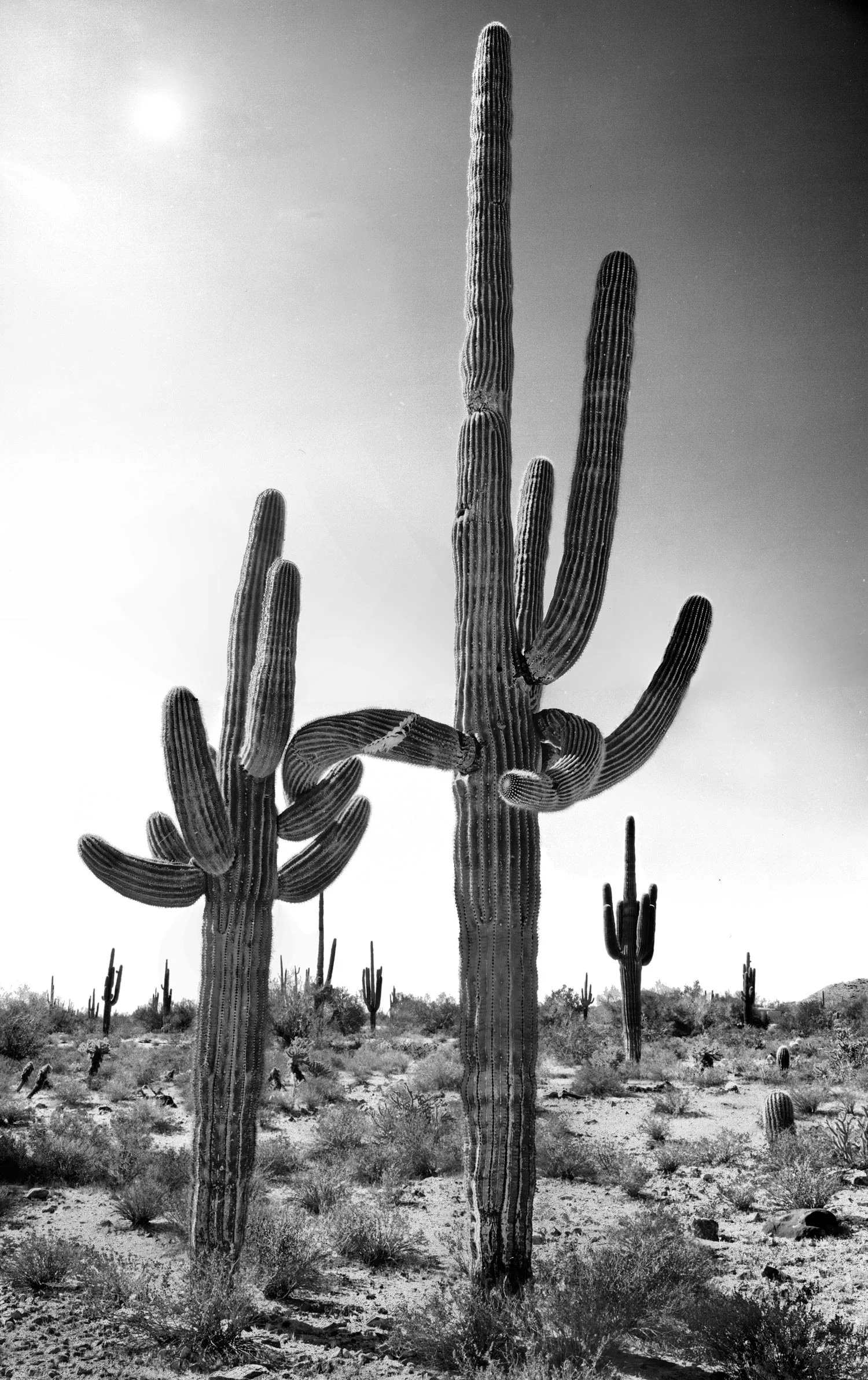 brokened-arm-cactus-final-improved-2.jpg