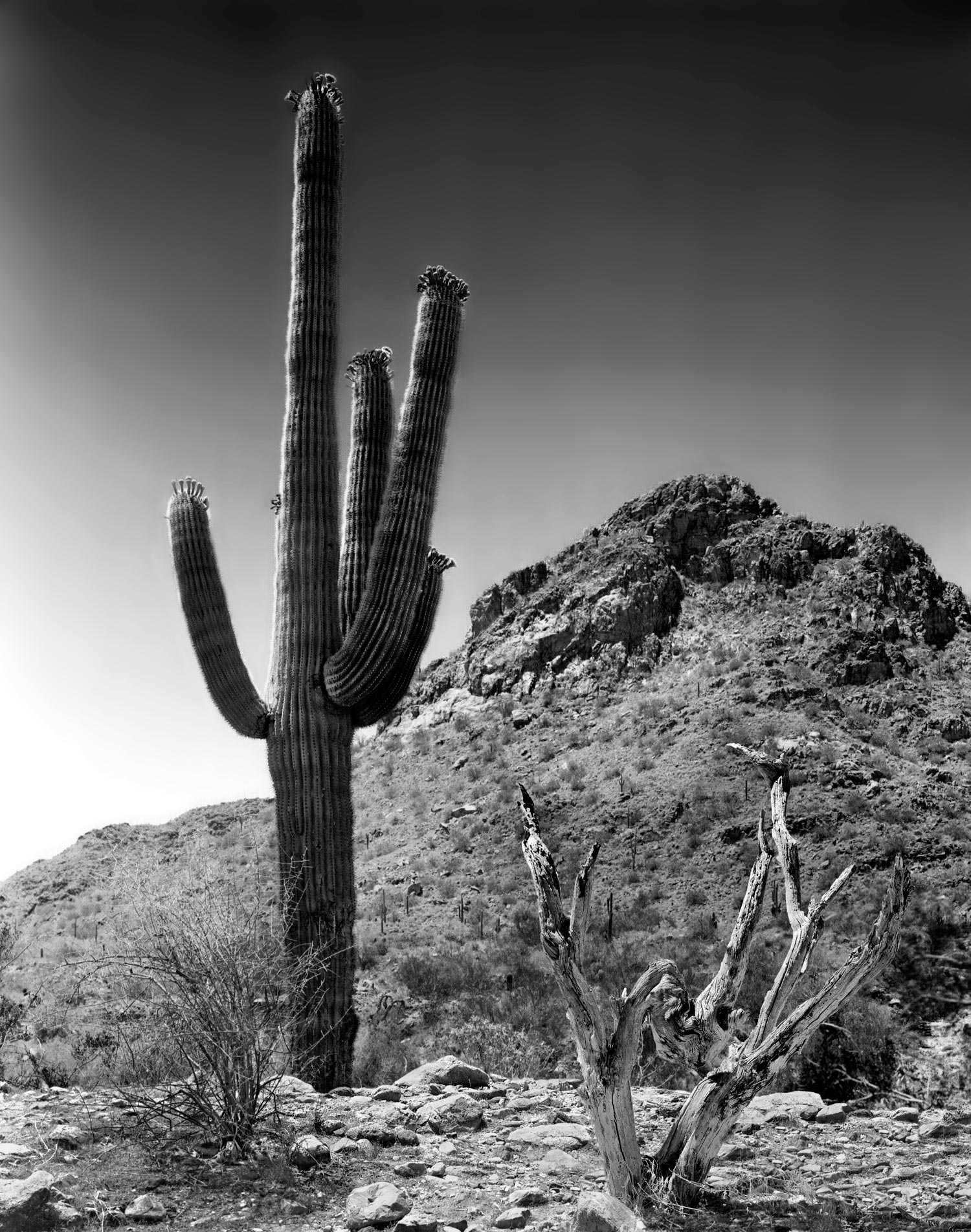 cactus-at-ford-canyon-NEW-best-copy-9_21.jpg