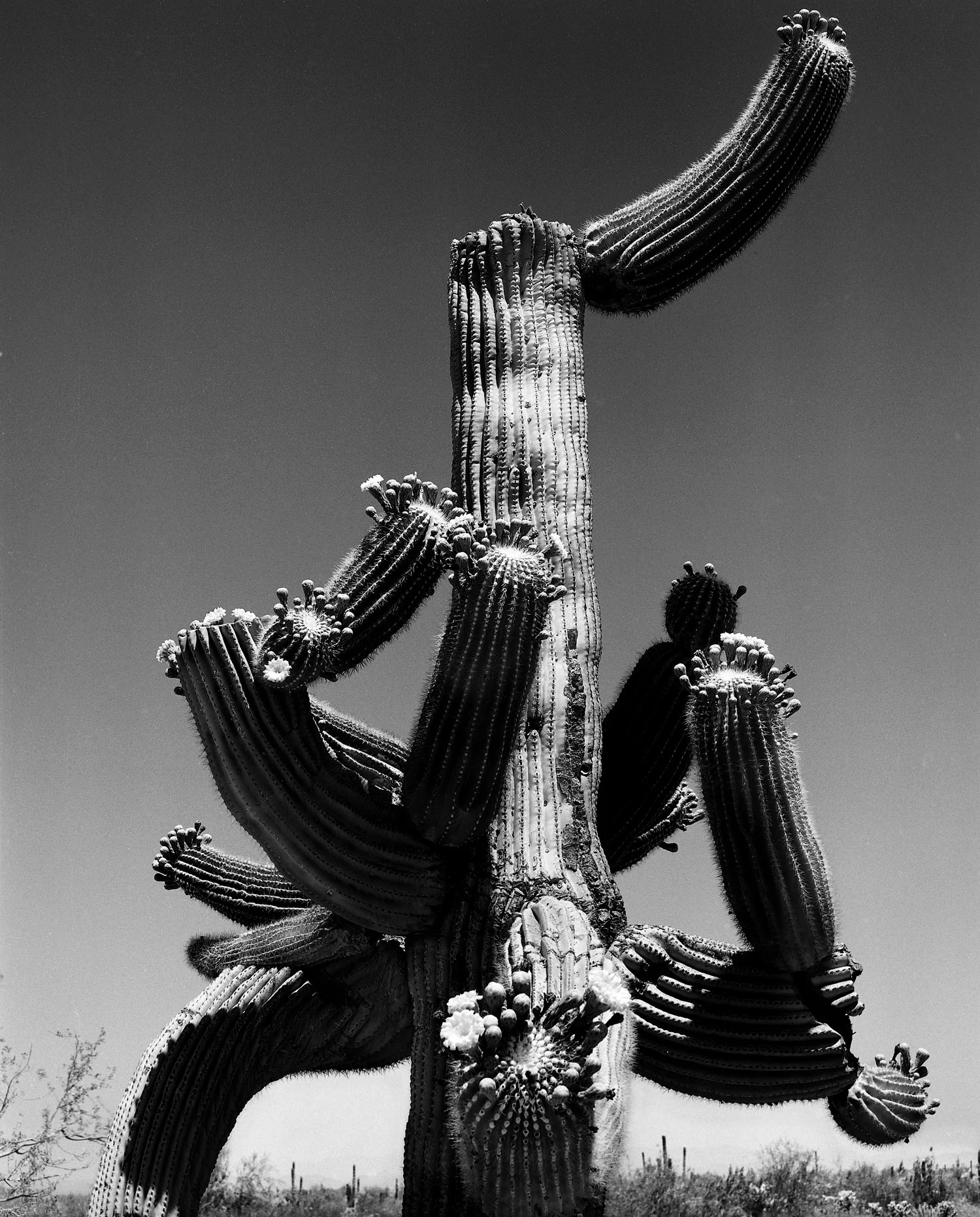 crazy-cactus-final-sharpened-2.jpg