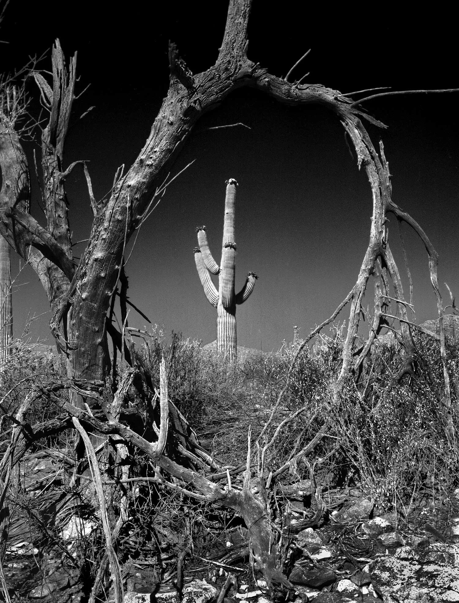 arched-bush-stump-and-cactus-final-2.jpg