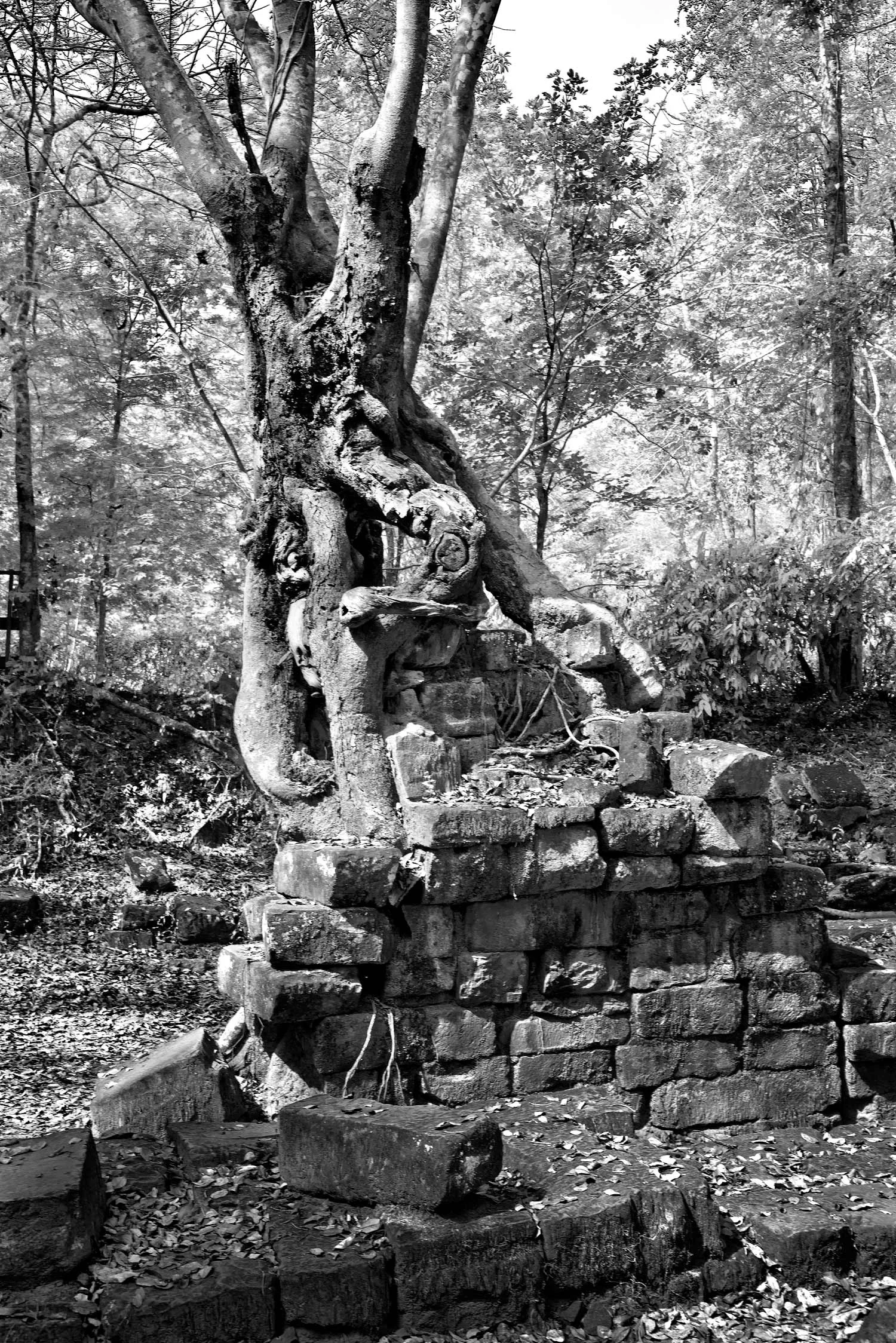 ancient-tree-on-bridge-foundation-final-shrpened.jpg