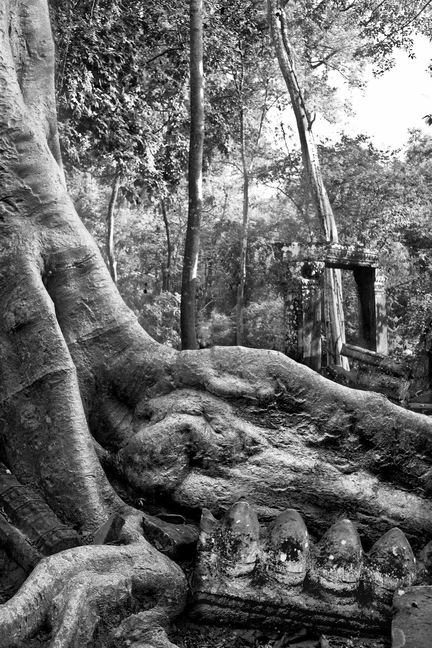 tree-roots-with-temple-ornament--final.jpg