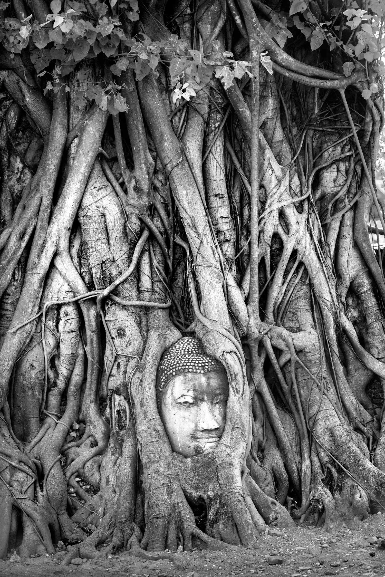 budda's-face-imbedded-tree-trunk-sharpened.jpg