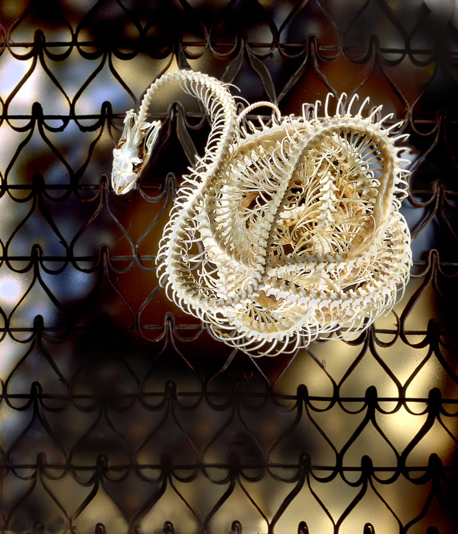 _snake-still-life-redesigned.jpg