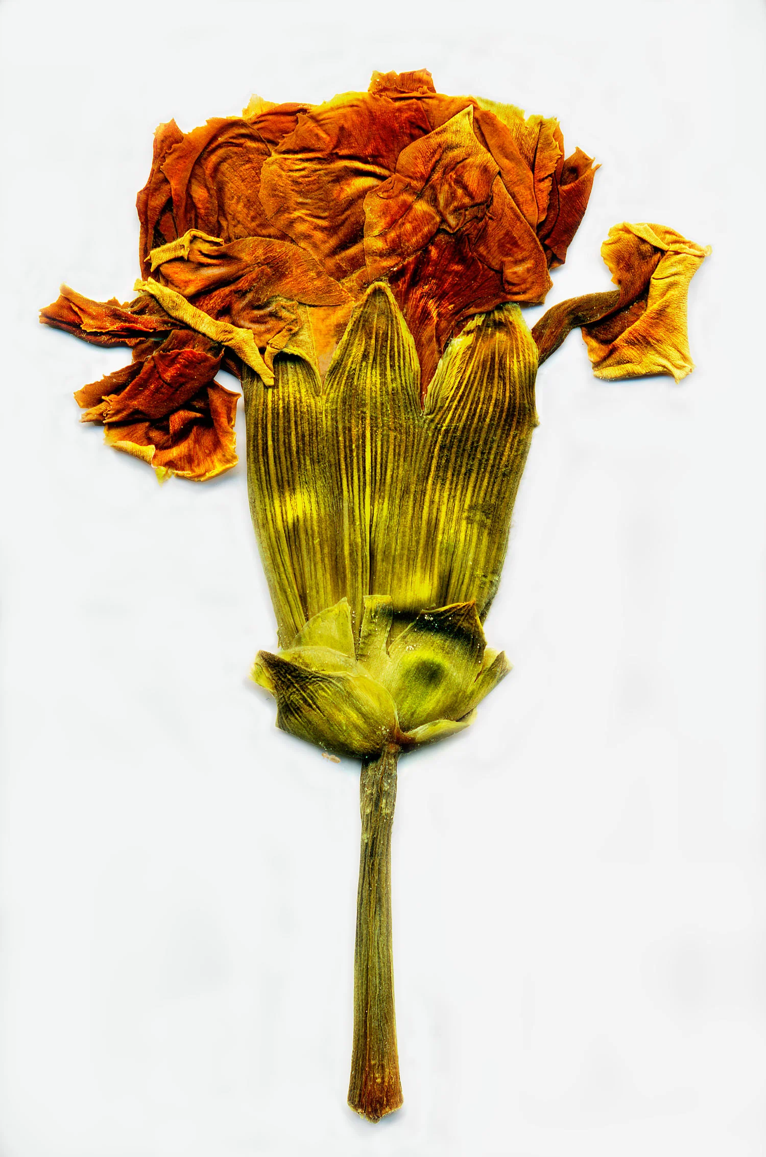dried-flower--finished--print-ready-1.jpg