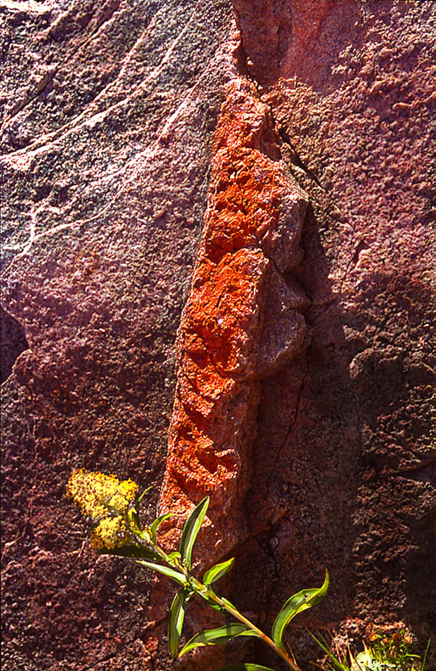 red-rock-protrusion-and-flower.jpg
