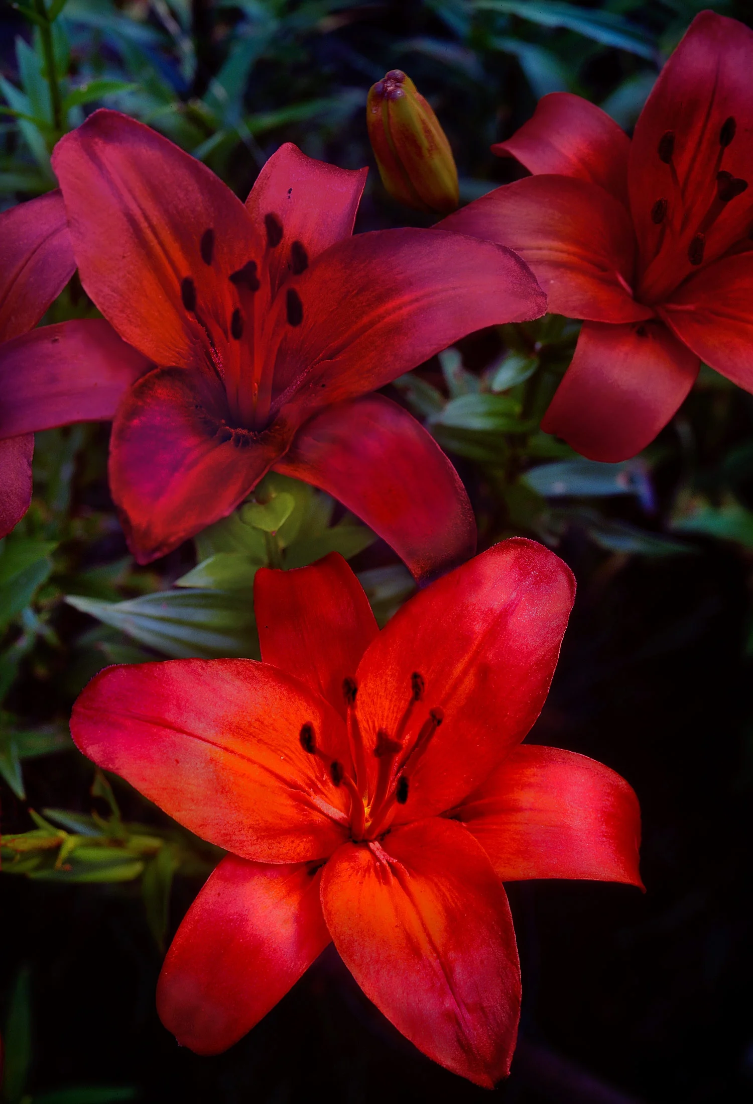 lily-in-my-garden-improved.jpg
