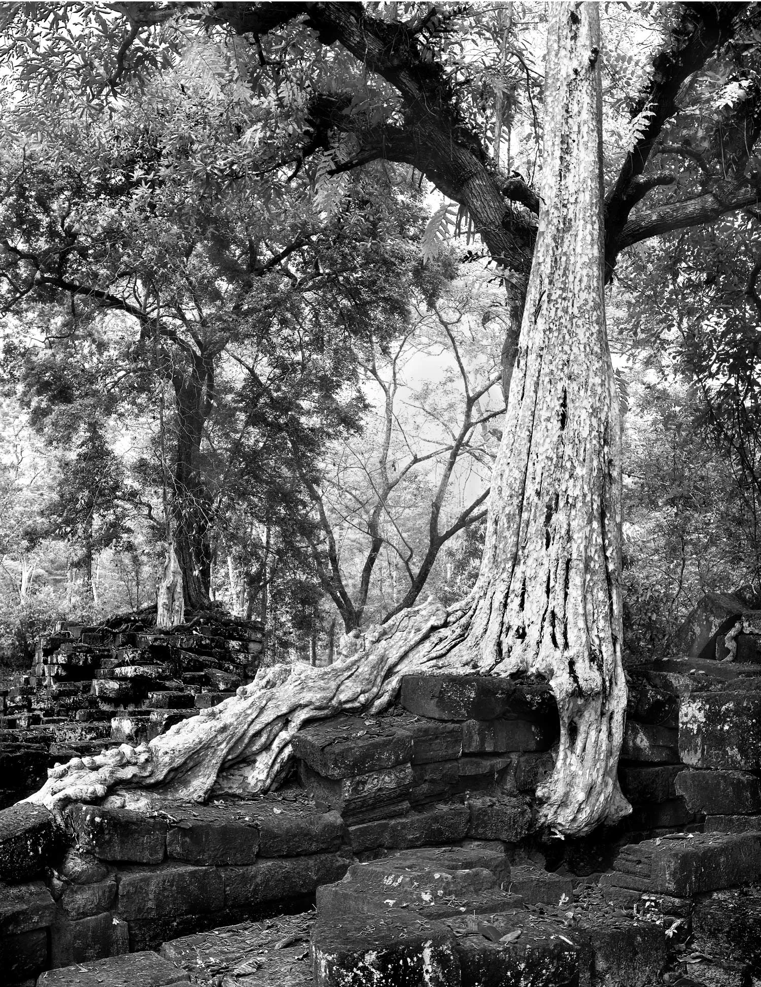 tree-on-bridge-foundation.jpg
