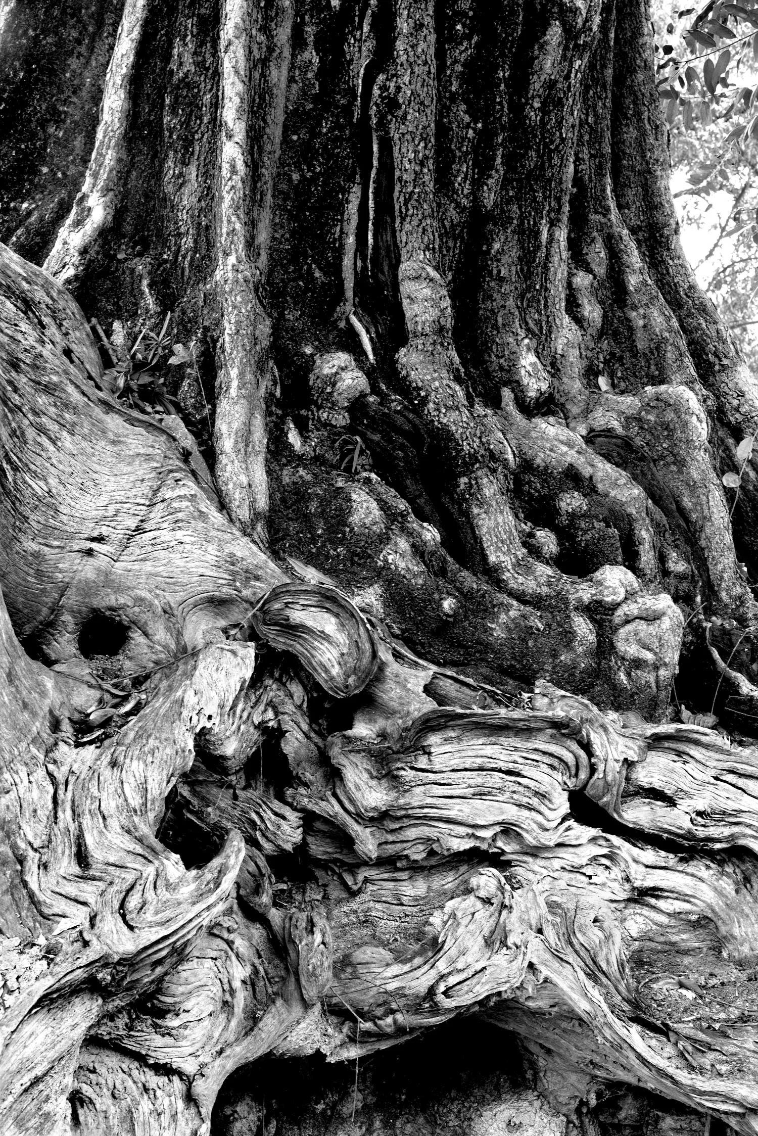 tree-stump-on-tree-base-with-stripes.jpg