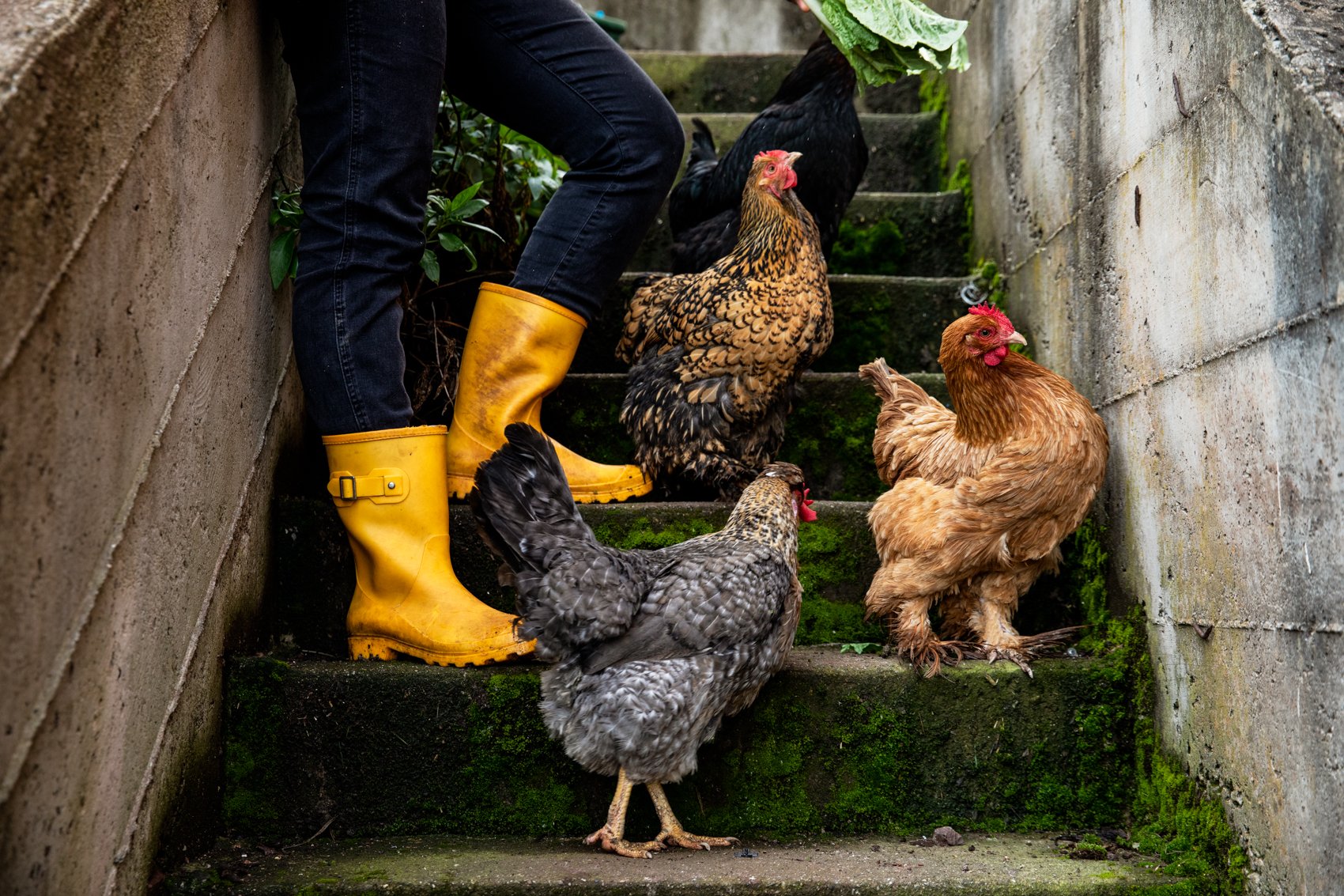 decenzo-angela-chickens-on-stairs-with-yellow-rain-boots-20220315_41A3879.jpg