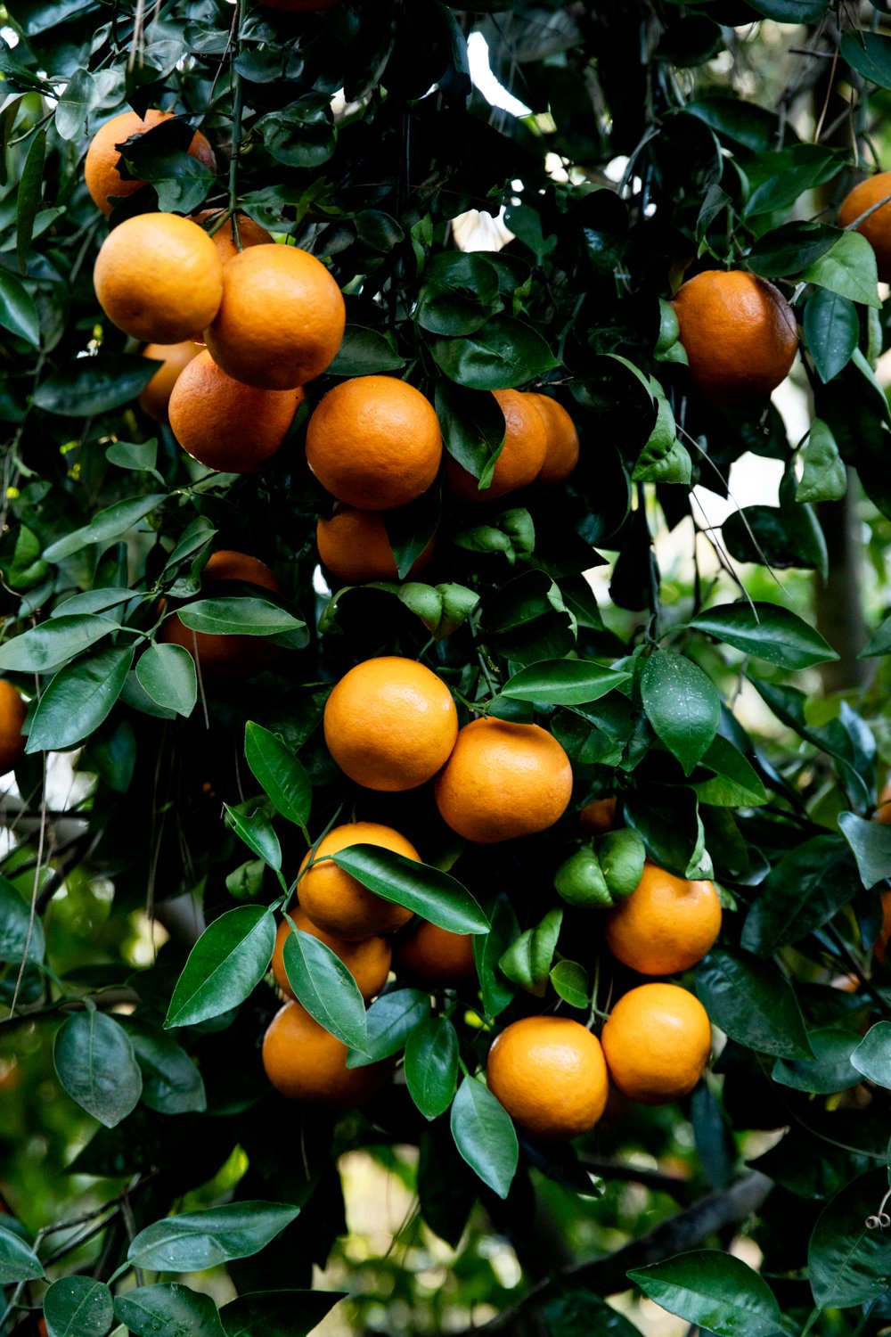decenzo-angela-san-francisco-commercial-photographer-ripe-oranges-on-tree-20220111_MG_0615.jpg