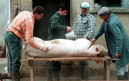cochon.jpg