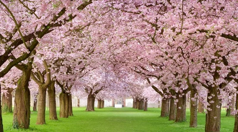 printemps.png