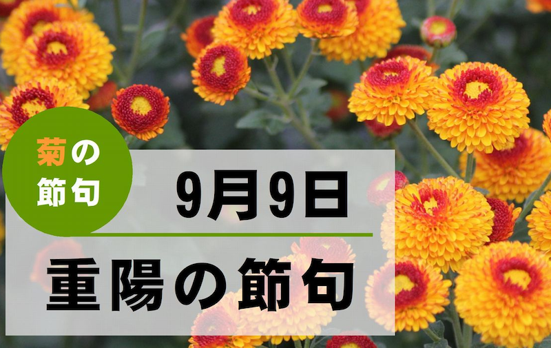 9 septembre : le Jour du Chrysanthème au Japon