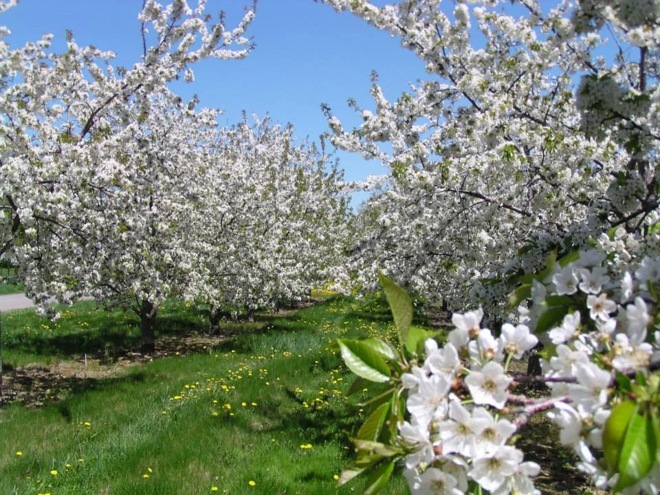spring.jpg