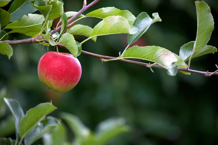 apple_final_2_1.jpg