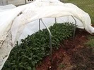 5-Kale-Thumbnail-IMG_0538.jpg