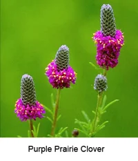 Prairieclover