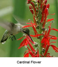 Redflowerbird
