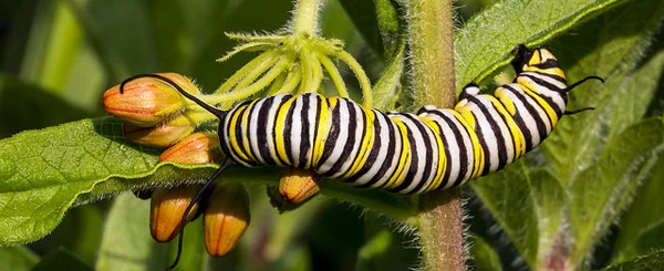 Monarch caterpillar in Cook County Forest Preserves by Kris DaPra.