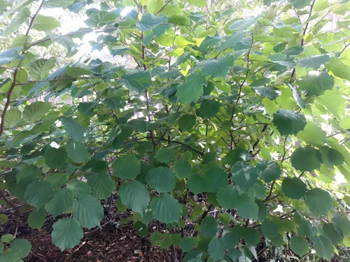 American Hazelnut