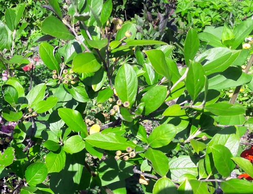 Black Chokeberry