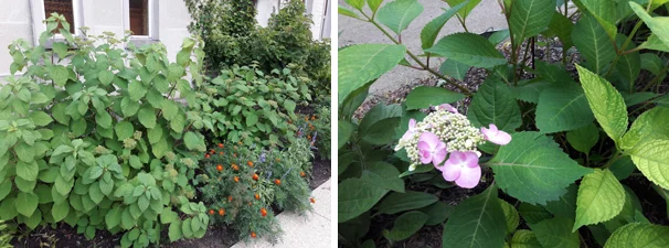 Smooth Hydrangea Bush and Flower