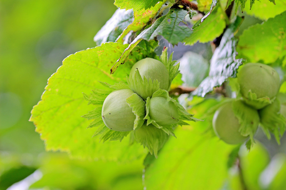 American Hazelnut, also known as American Filbert
