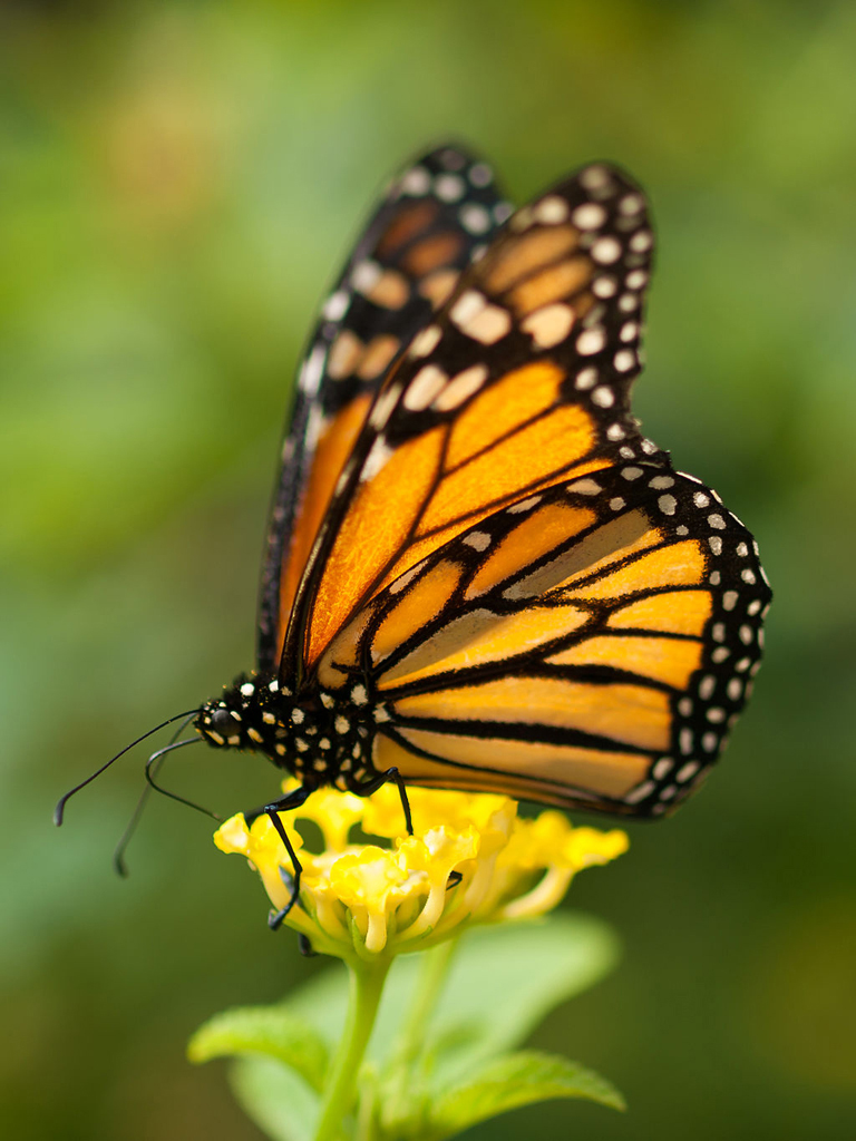 Monarch by William Warby/Wikimedia Commons.
