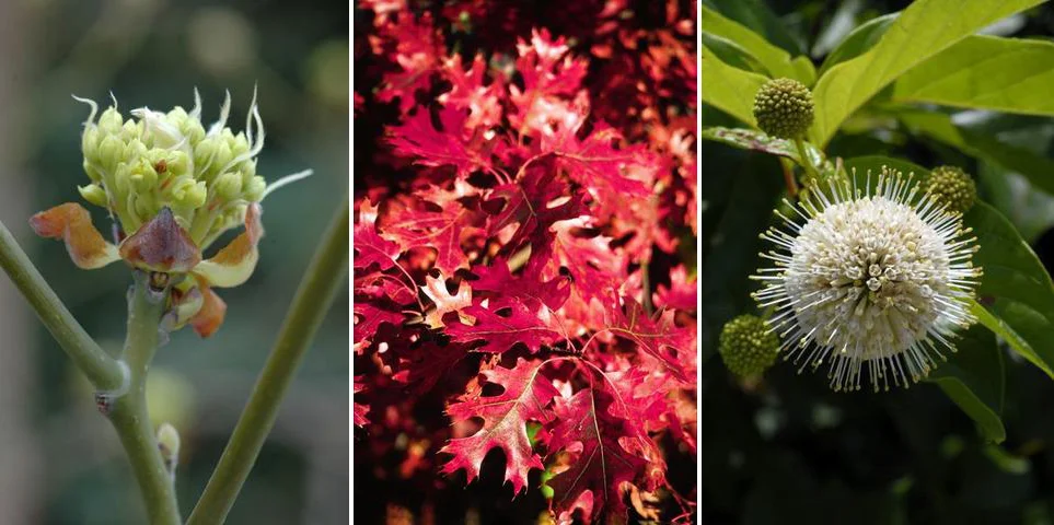 Sassafras tree blossom, Hill's Oak leaves, and Buttonbush blossom--all available through the Native Tree and Shrub Sale. Photos from Possibility Place Nursery.