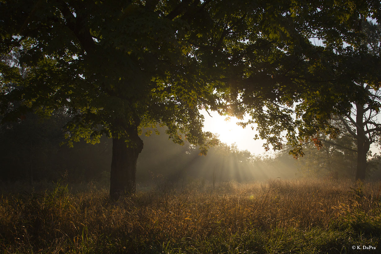 Photo by Kris DaPra from Cook County Forest Preserves.