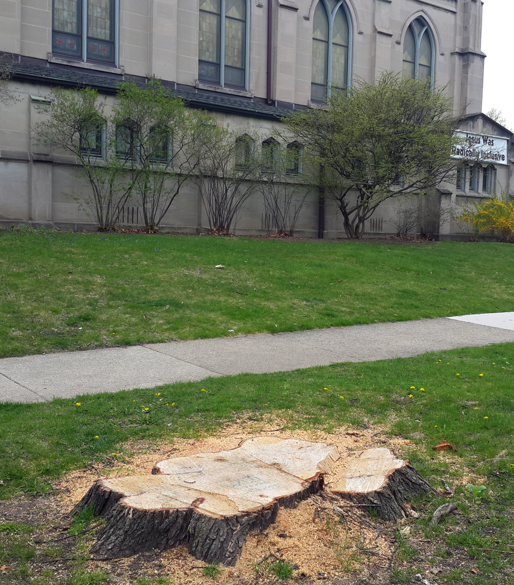 Stump.jpg