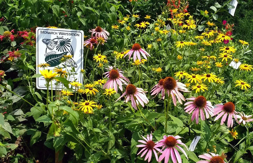Monarch Waystation