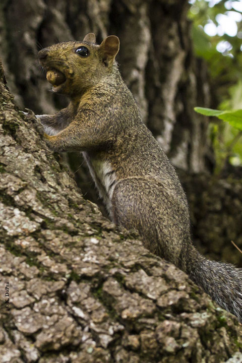 Photo by Kris DaPra from the Cook County Forest Preserves.