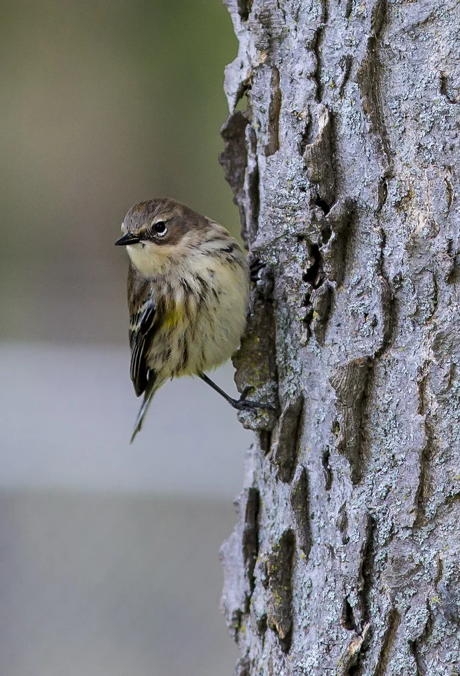Photo by Kris DaPra from Forest Preserves of Cook County.
