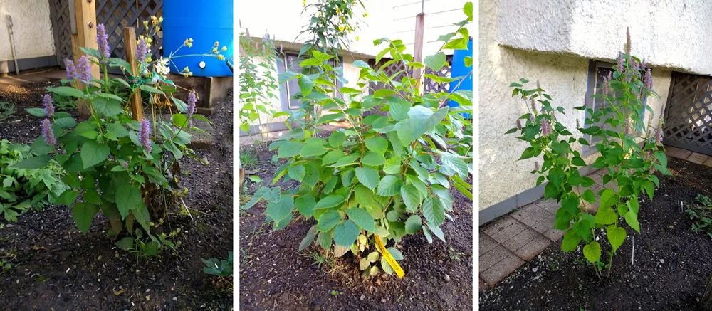 Meadow anemone, American hazelnut and hyssop are thriving in the partial shade of the bird garden.