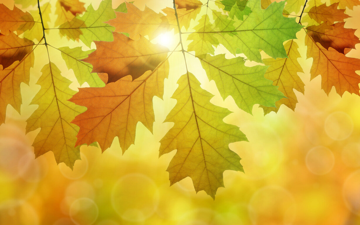 Vaclav Volrab/Shutterstock