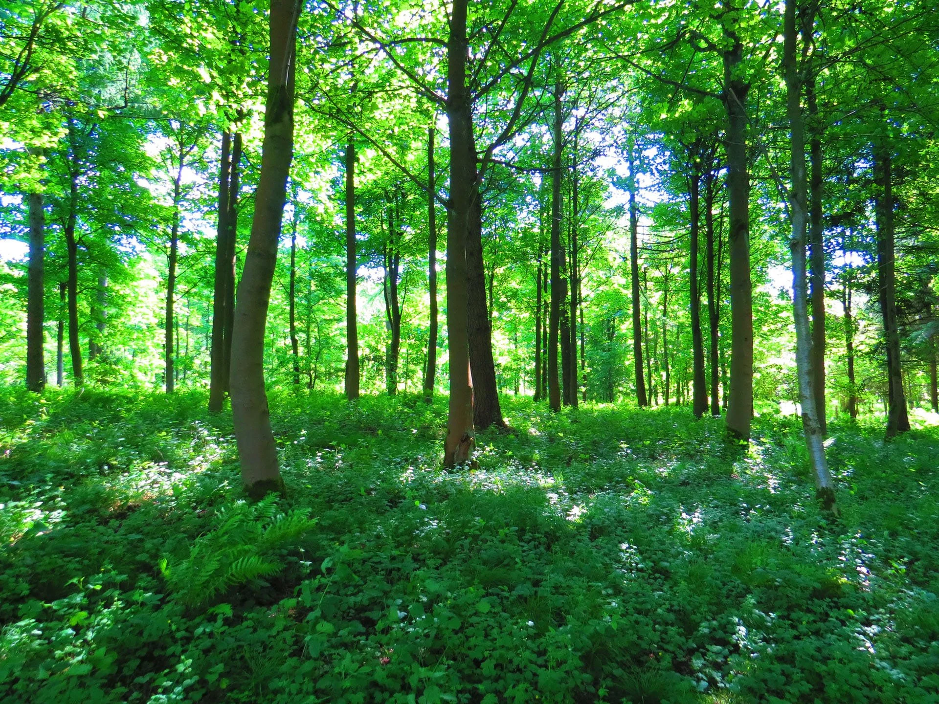 Oak Park Climate Plan at Arbor Day Event